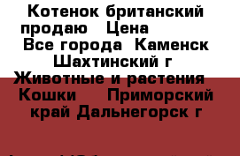 Котенок британский продаю › Цена ­ 3 000 - Все города, Каменск-Шахтинский г. Животные и растения » Кошки   . Приморский край,Дальнегорск г.